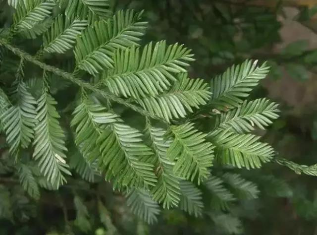 這些以“雞”為名的植物你認(rèn)識(shí)幾個(gè)？