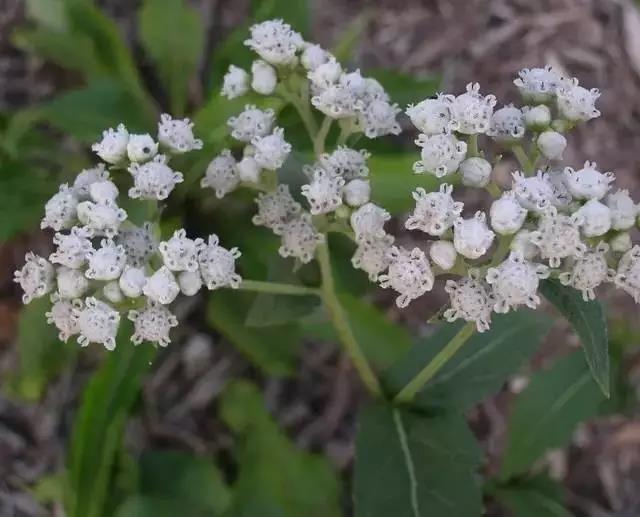 這些以“雞”為名的植物你認(rèn)識(shí)幾個(gè)？