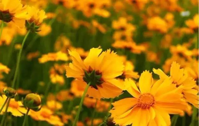 這些以“雞”為名的植物你認(rèn)識(shí)幾個(gè)？