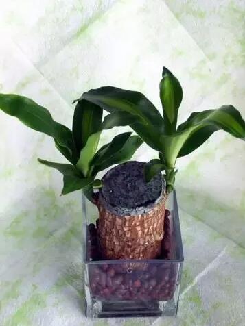 十種最適合室內(nèi)種植的水養(yǎng)植物