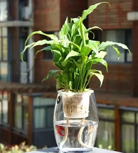十種最適合室內(nèi)種植的水養(yǎng)植物