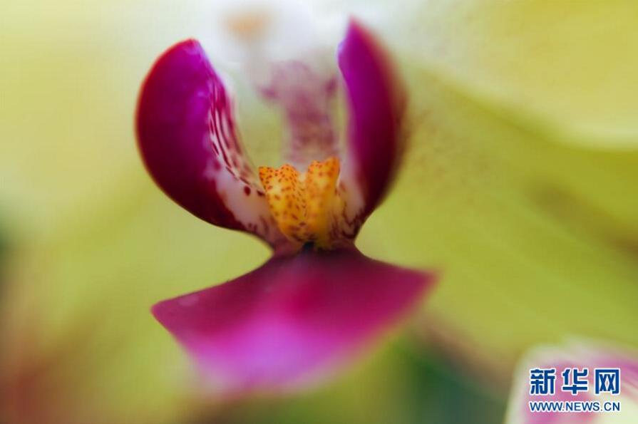 英國(guó)倫敦皇家植物園“蘭花節(jié)”