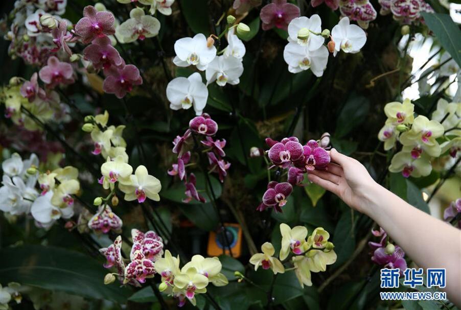英國(guó)倫敦皇家植物園“蘭花節(jié)”