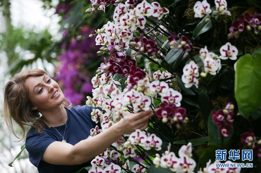 英國(guó)倫敦皇家植物園“蘭花節(jié)”