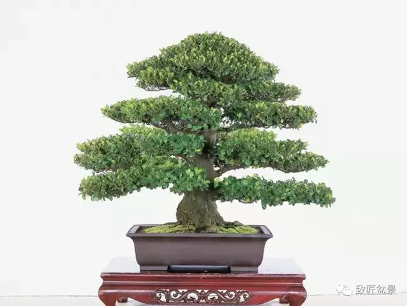 盆景知識(shí)：栽培與養(yǎng)護(hù)的九個(gè)要素