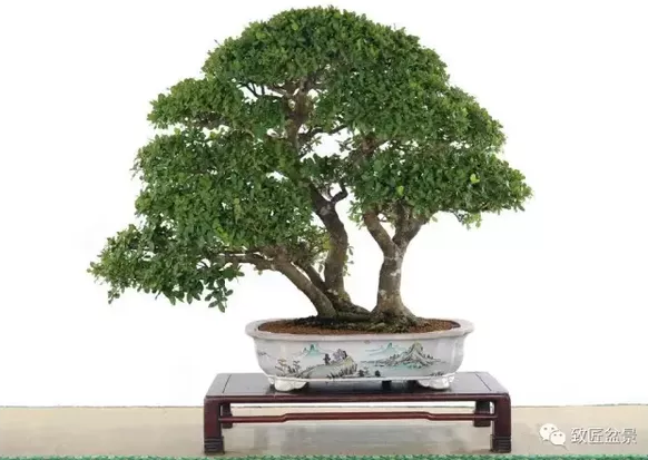 盆景知識：栽培與養(yǎng)護(hù)的九個要素