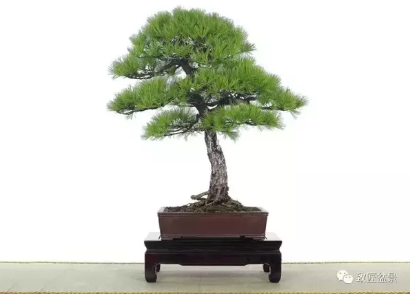 盆景知識：栽培與養(yǎng)護(hù)的九個要素