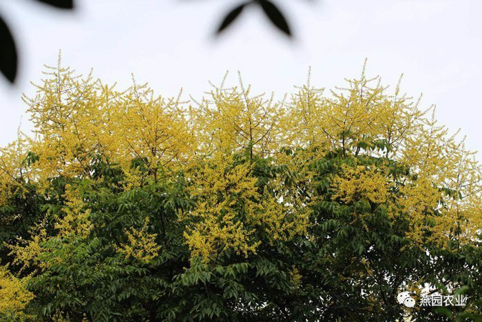 盤點(diǎn)常見觀花大喬木