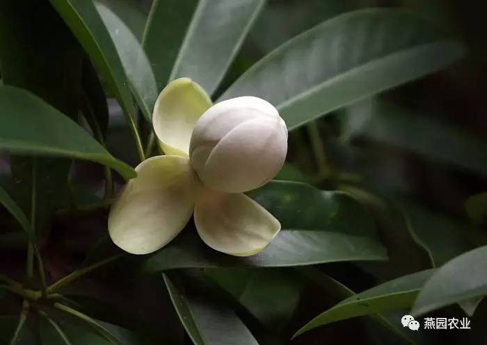 盤點(diǎn)常見觀花大喬木
