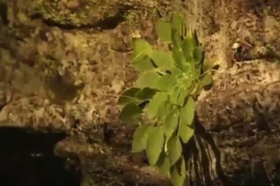 全球首次發(fā)現(xiàn)！這種植物重慶獨(dú)有，數(shù)量稀少