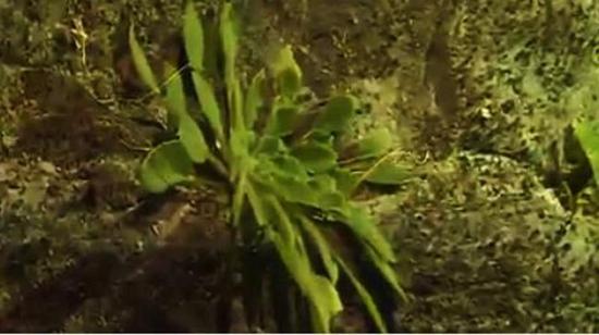 全球首次發(fā)現(xiàn)！這種植物重慶獨(dú)有，數(shù)量稀少