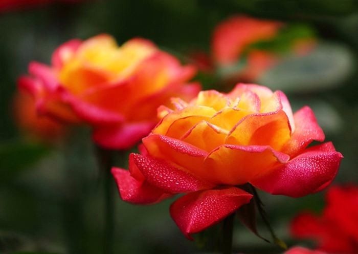 好養(yǎng)活的觀(guān)花植物