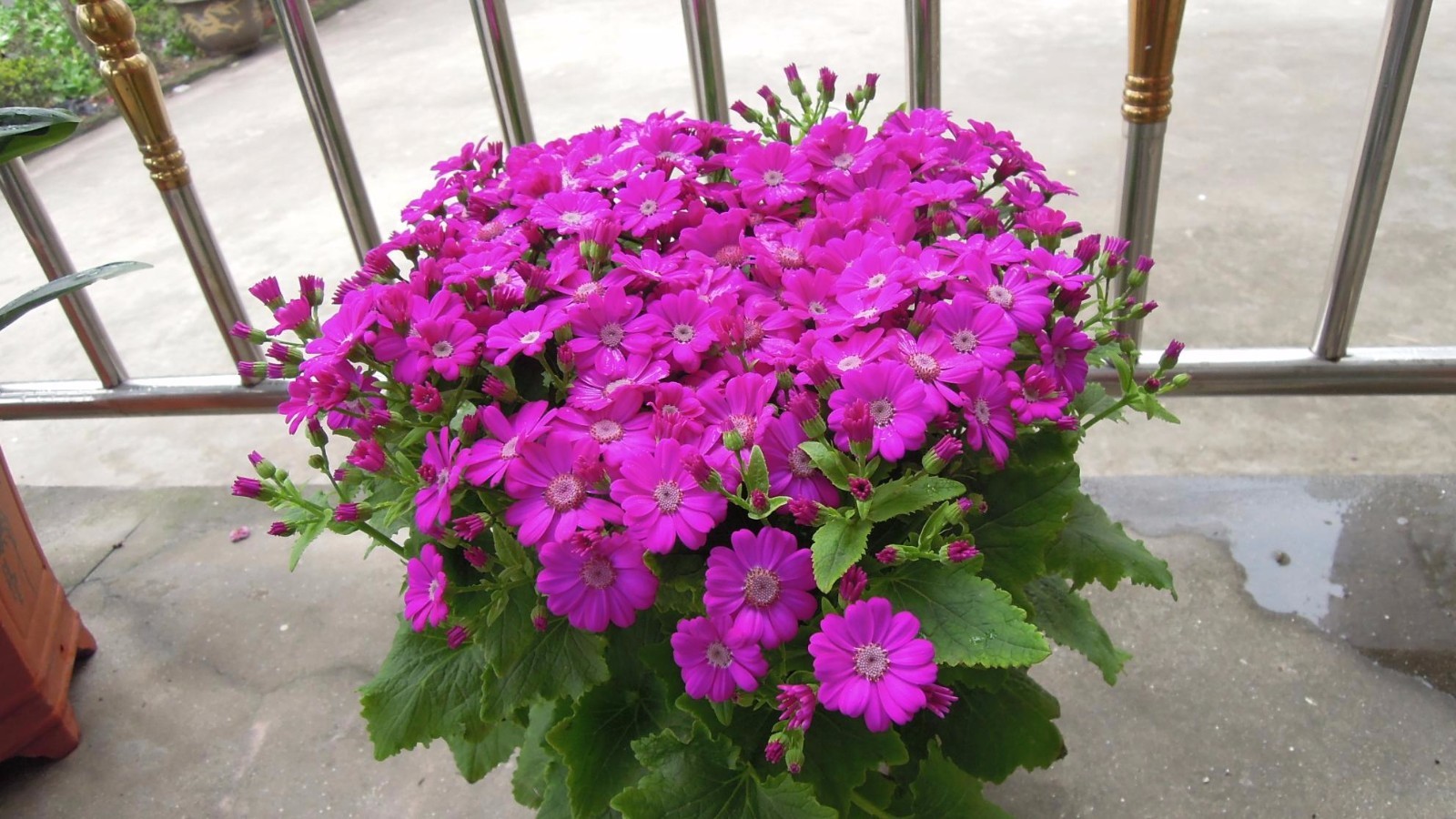 好養(yǎng)活的觀(guān)花植物