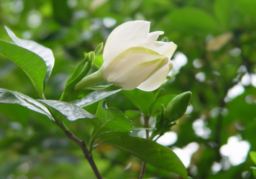 好養(yǎng)活的觀(guān)花植物