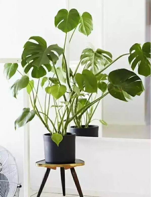 適合家庭栽培的吸毒植物，你知道哪些？