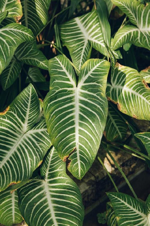 比利時(shí)國(guó)家植物園掠影