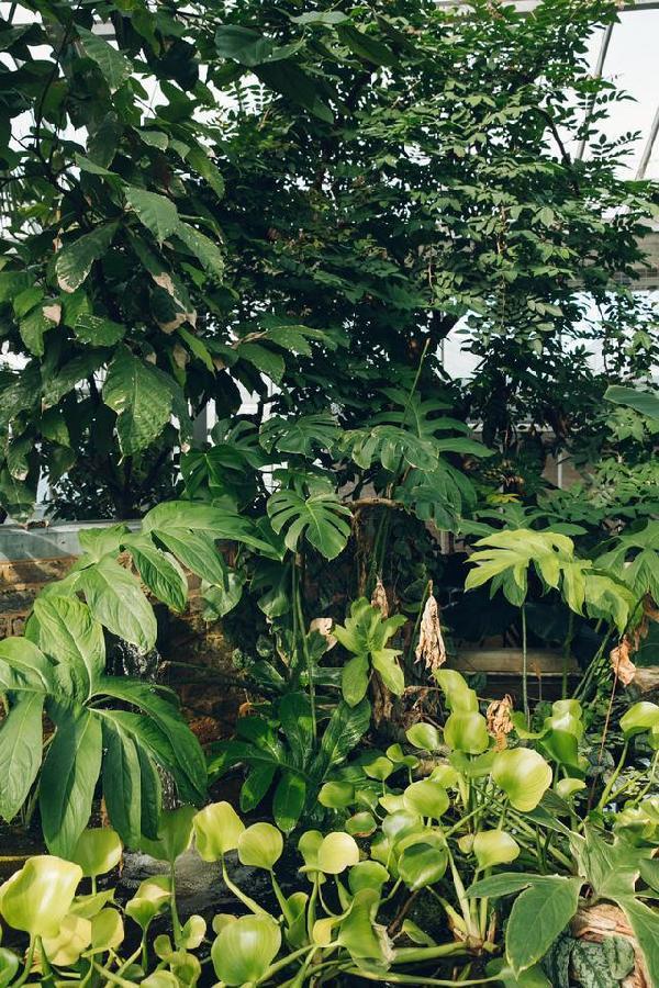 比利時(shí)國(guó)家植物園掠影