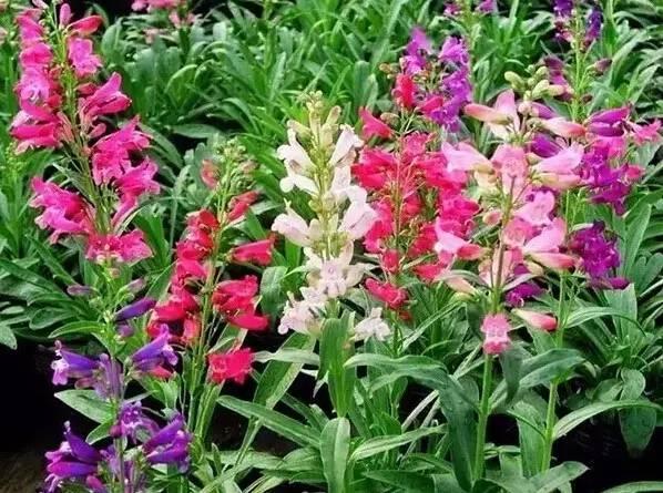 認(rèn)識(shí)植物：這些常見的園林植物你認(rèn)識(shí)嗎？