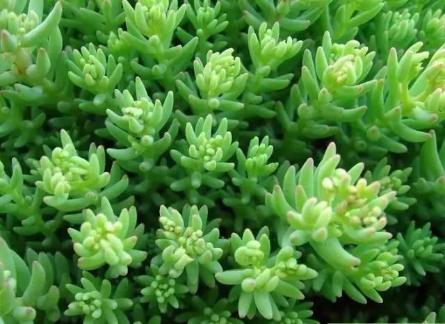 認(rèn)識(shí)植物：這些常見的園林植物你認(rèn)識(shí)嗎？