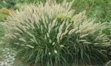 認(rèn)識(shí)植物：這些常見的園林植物你認(rèn)識(shí)嗎？