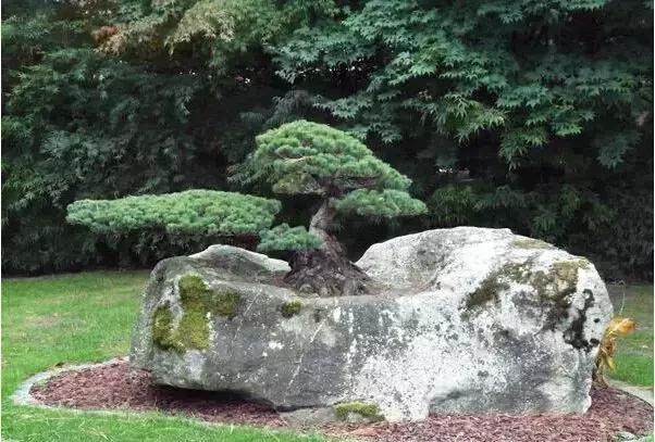 盆景——從園林中走出來的造型藝術(shù)