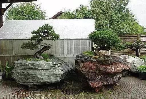 盆景——從園林中走出來的造型藝術(shù)