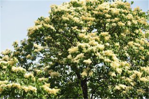 八達(dá)嶺國(guó)家森林公園2萬多株暴馬丁香盛放