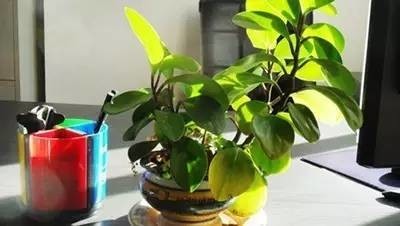 長(zhǎng)期待在辦公室中，哪種花卉最適合種植？