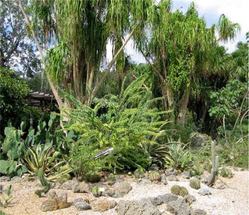 精美絕倫的多肉植物園林景觀美不勝收！