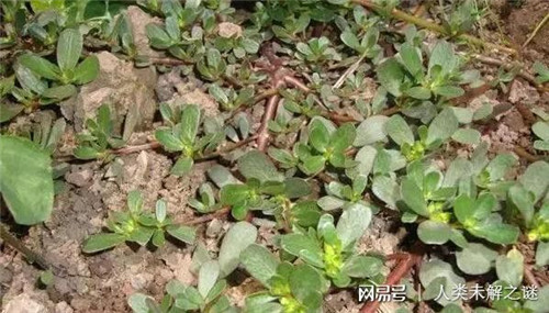 植物也會像動物一樣爭奪地盤以維持生存？