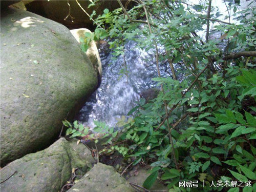 植物也會像動物一樣爭奪地盤以維持生存？