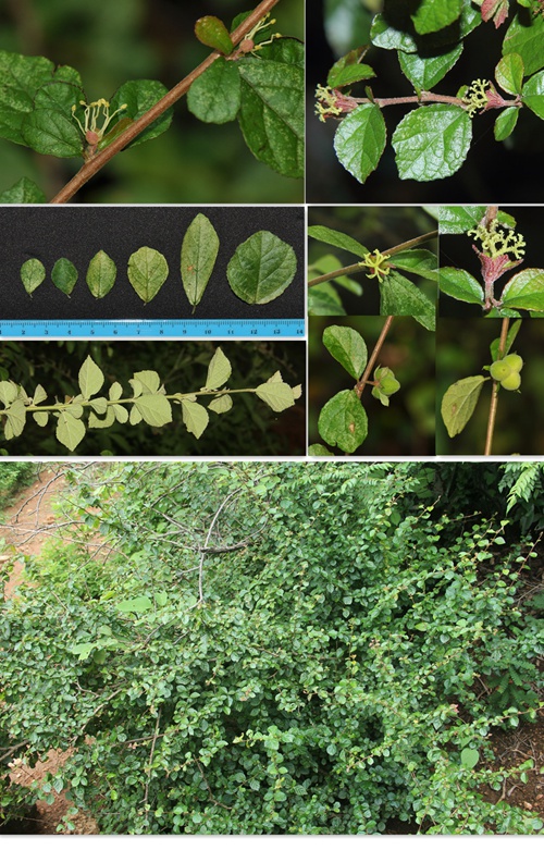 云南：元江發(fā)現大戟科植物新種希陶木