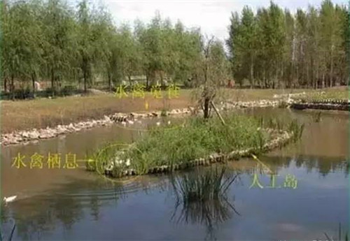 河道生態(tài)棲息地的修復設(shè)計與施工