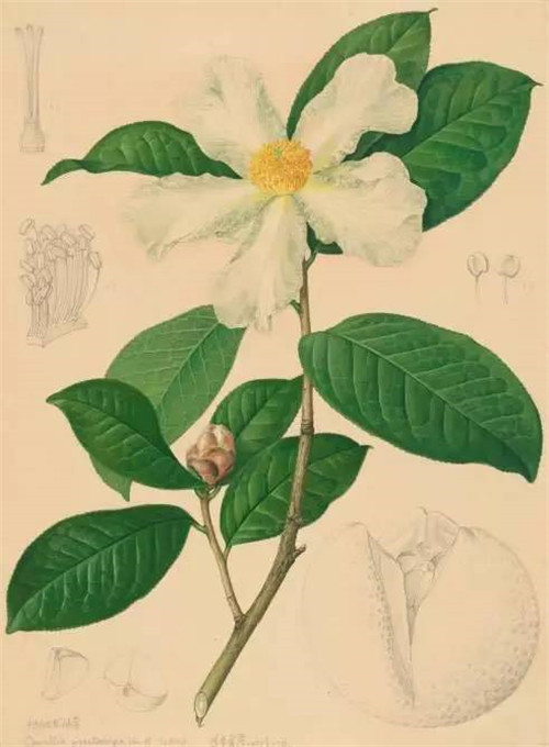 植物科學畫，宜興有名家