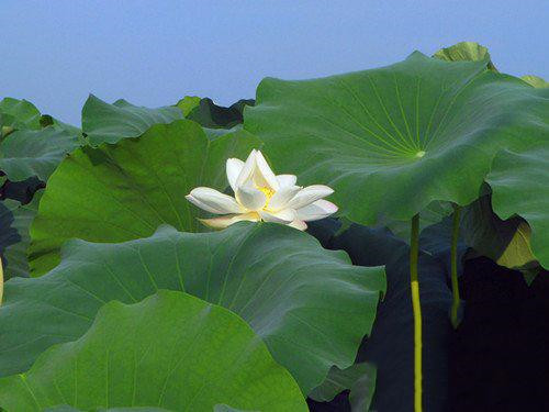 這些花卉中不為人知的親戚關(guān)系你知道嗎