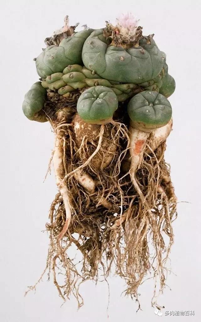 種植仙人掌科多肉植物該用什么土？