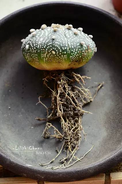 種植仙人掌科多肉植物該用什么土？