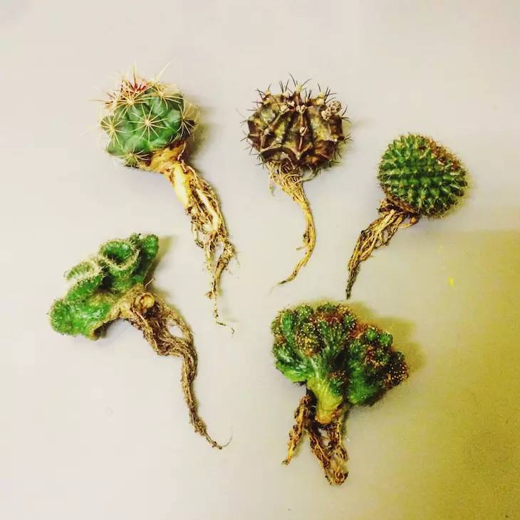 種植仙人掌科多肉植物該用什么土？