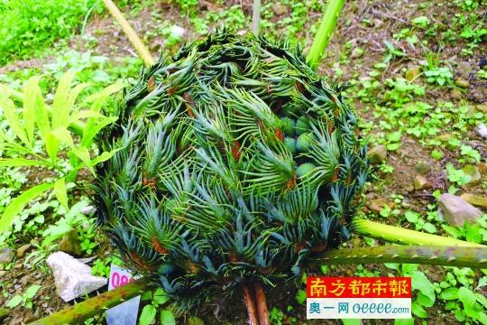 評(píng)估稱中國(guó)有35784種植物