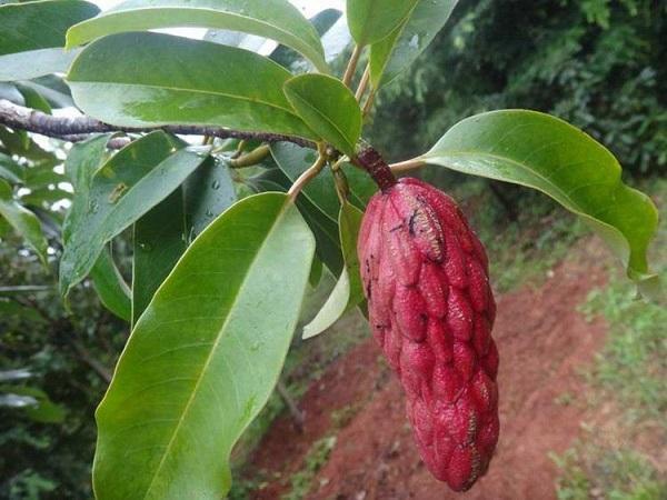 國(guó)家珍稀瀕危、Ⅲ級(jí)保護(hù)植物——紅花木蓮