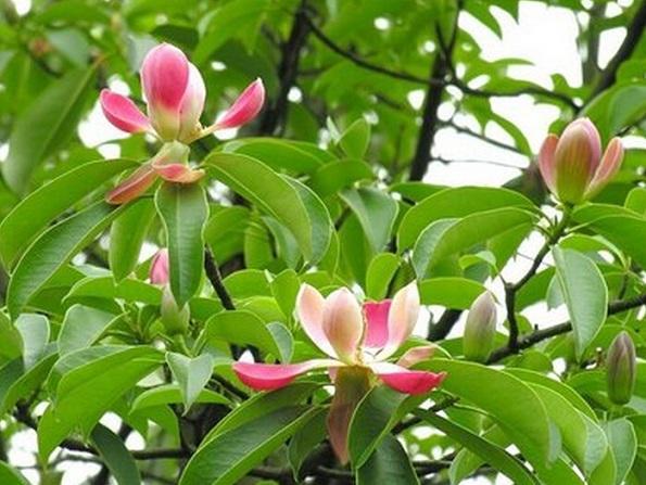 國(guó)家珍稀瀕危、Ⅲ級(jí)保護(hù)植物——紅花木蓮