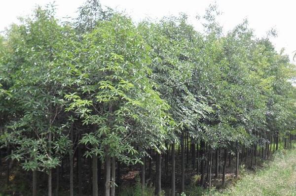 國(guó)家珍稀瀕危、Ⅲ級(jí)保護(hù)植物——紅花木蓮