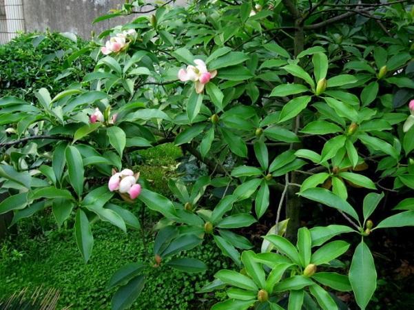 國(guó)家珍稀瀕危、Ⅲ級(jí)保護(hù)植物——紅花木蓮
