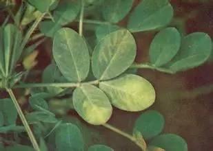 植物生病了怎么判斷？