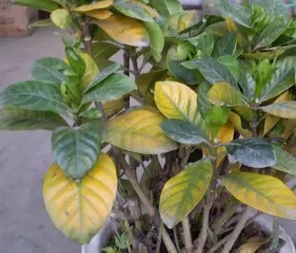 植物生病了怎么判斷？