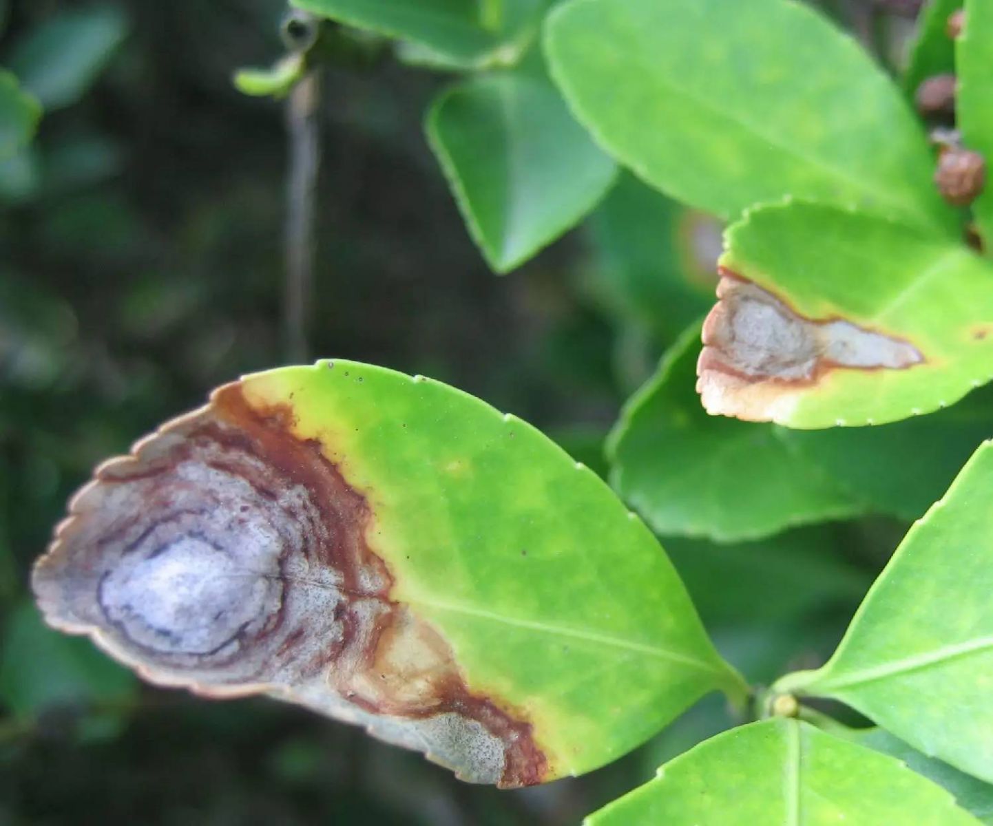 植物生病了怎么判斷？