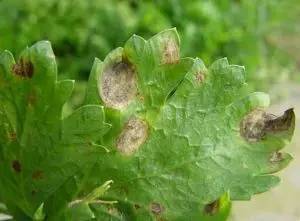 植物生病了怎么判斷？