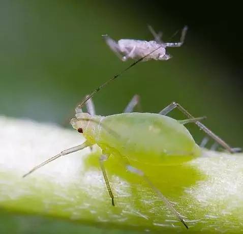 植物生病了怎么判斷？