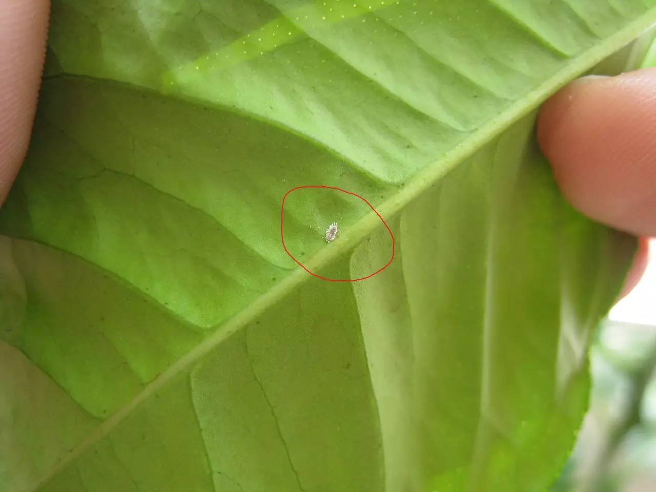 植物生病了怎么判斷？