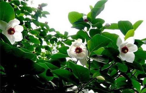 植物王國中“活化石”天女木蘭的栽培技術(shù)